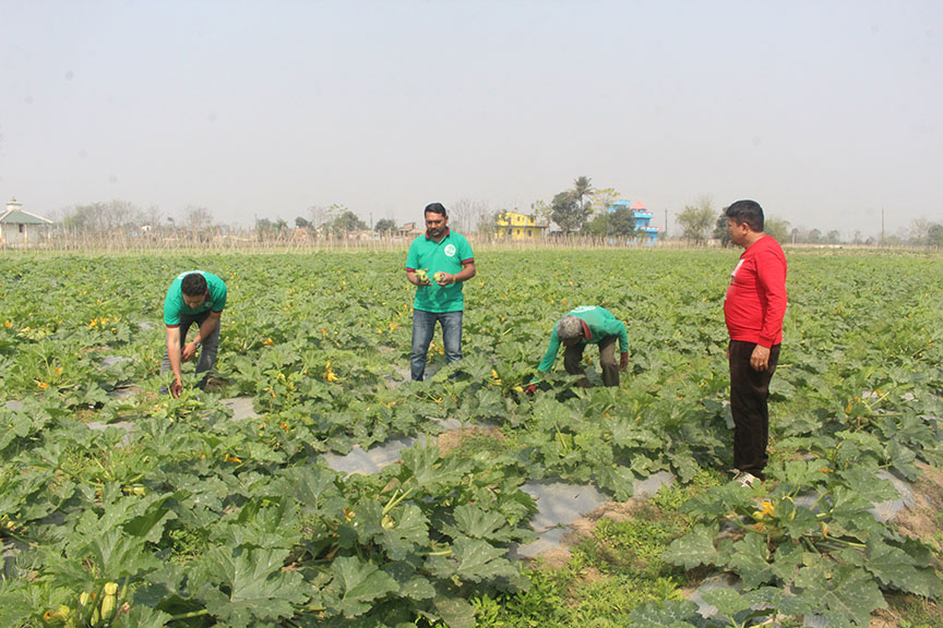 कोरोना कहरका बीच कृषिमार्फत स्वरोजगार बनाउने  गाउँपालिकाको प्रयास